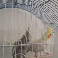 عروس هلندی سالم و سرحال با قفس|پرنده|سهند, |دیوار
