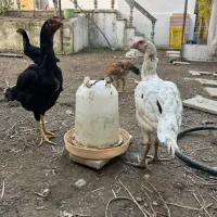 مرغ لاری یه تیغ مشکی و سفید تخم گزار|حیوانات مزرعه|فریدونکنار, |دیوار