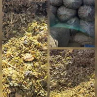 فروش ذرت سیلوی (علوفه ای) درجه یک