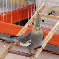 عروس هلندی سینامون