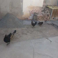 مرغ|حیوانات مزرعه|شوط, |دیوار