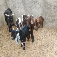 بزپاکستانی