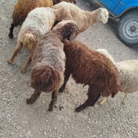 بره 4نر 4ماده
