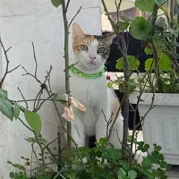 گربه ی ماده یکساله|گربه|رشت, گلسار|دیوار