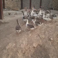 غاز