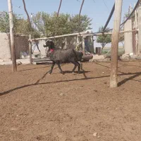 قوچ شال