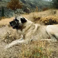 سرابی