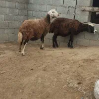 گوسفند|حیوانات مزرعه|سیمین شهر, |دیوار