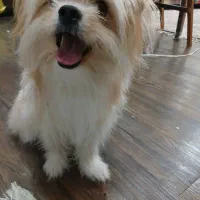 سگ شیتزو|سگ|شاهینشهر, خانه کارگر|دیوار