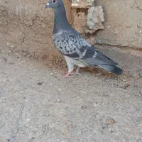 نروماده مگس|پرنده|زهک, |دیوار