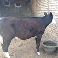 گوساله سیمنتال