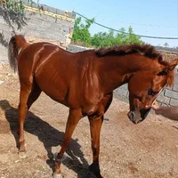 اسب نریان ۳ ساله