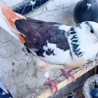 کفتر پرش سنگین