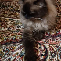 گربه گم شده|گربه|زاهدان, |دیوار