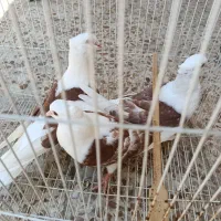 کبوتر دوکت پلنگی