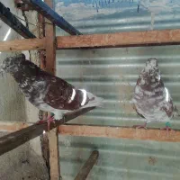 کفتری خوب|پرنده|اندیشه, اندیشه فاز ۴|دیوار