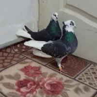 اگه کفتر بازی حتما نگاه کن