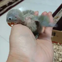 ۳تاجوجه برزیلی سرلاک خور ماله خودم هستن|پرنده|مشهد, شهید معقول|دیوار