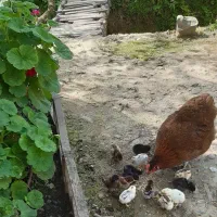 جوجه مرغ جوجه غاز محلی