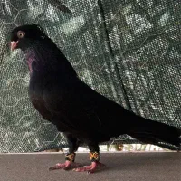 کبوتر سیاه زاغ صرب ابادانی