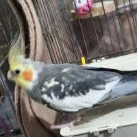 عروس هلندی سخنگو|پرنده|ماهدشت, |دیوار