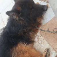 سگ به همراه قفس