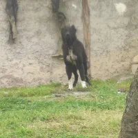 قدر جونی معاوض با کوسفند نر