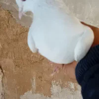 کفتر تهرانی وگرده ای|پرنده|بروجرد, |دیوار