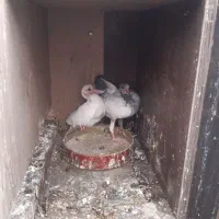 ۲۰عدد کفتر پرشی