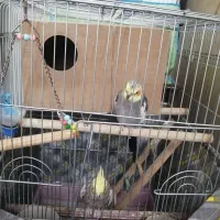 دو جفت عروس هلندی