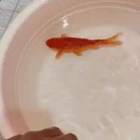 ماهی قرمز|ماهی|اردبیل, |دیوار