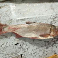 ماهی تازه دریایی|خوردنی و آشامیدنی|تهران, میرداماد|دیوار