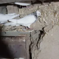 طوقی|پرنده|شراء, |دیوار