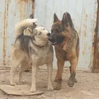 ماده هاسکی چشم آبی و نر ژرمن
