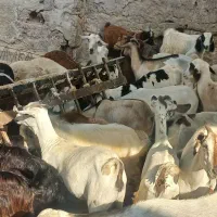 کهر گیسه بز خود بندرعباس با قصابی رایگان|حیوانات مزرعه|بندرعباس, |دیوار