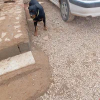 روتوایلر 3ساله ماده