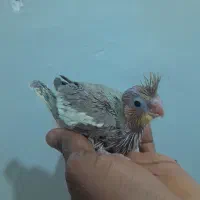 فروش عروس هلندی بالغ وجوجه