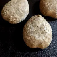 فسیل ستاره دریایی بسیار دیدنی و جالب|کلکسیون اشیاء عتیقه|مشهد, سجادیه|دیوار