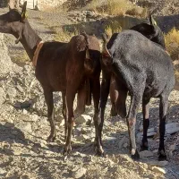 بز سانن مور سیاه
