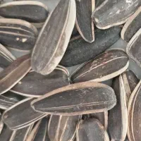 تخمه درجه یک سنقر  عالی واعلا