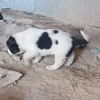 توله نژاد هاسکی
