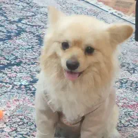 پامرین خرسی