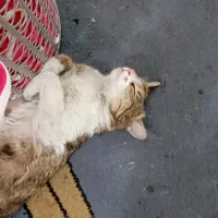 ولگذاری گربه و 4تا بچه گربه
