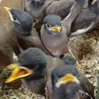 مرغ مینا|پرنده|فسا, |دیوار