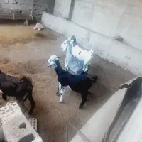 سالم سالم به شرط|حیوانات مزرعه|تاتار علیا, |دیوار