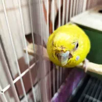 جوجه عروس هلندی سرلاکی ،انواع مرغ عشق‌ اهلی و بالغ|پرنده|زاهدان, |دیوار