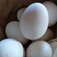 تخم قوغاز