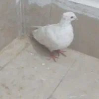 کفتر