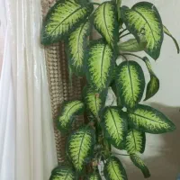 گل دیفین|گل و گیاه طبیعی|اصفهان, طامه|دیوار