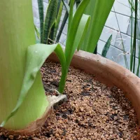 گل سوسن|گل و گیاه طبیعی|تربت‌حیدریه, ۴۵ متری|دیوار